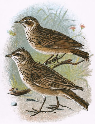 Sky-Lark (unten) und Holz Lark (oben) von English School